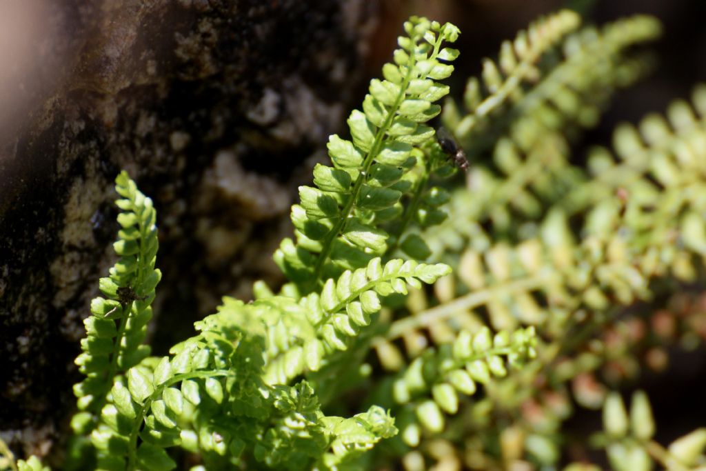 Asplenium viride